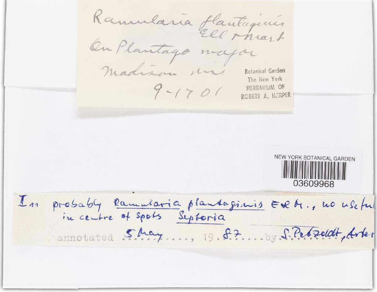 Ramularia image