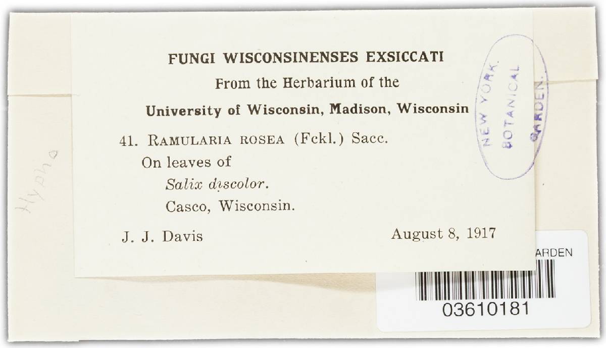 Ramularia rosea image
