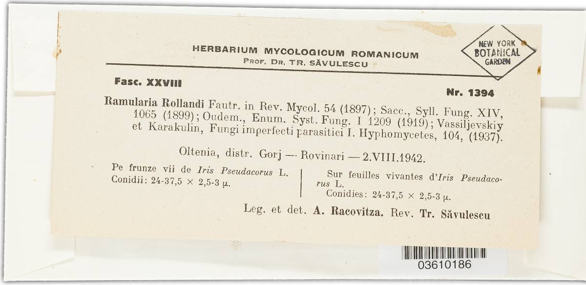 Ramularia rollandi image