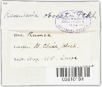 Ramularia rubella image