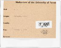 Ramularia rubella image