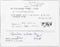 Ramularia rubella image