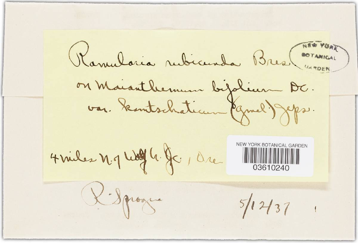Ramularia rubicunda image