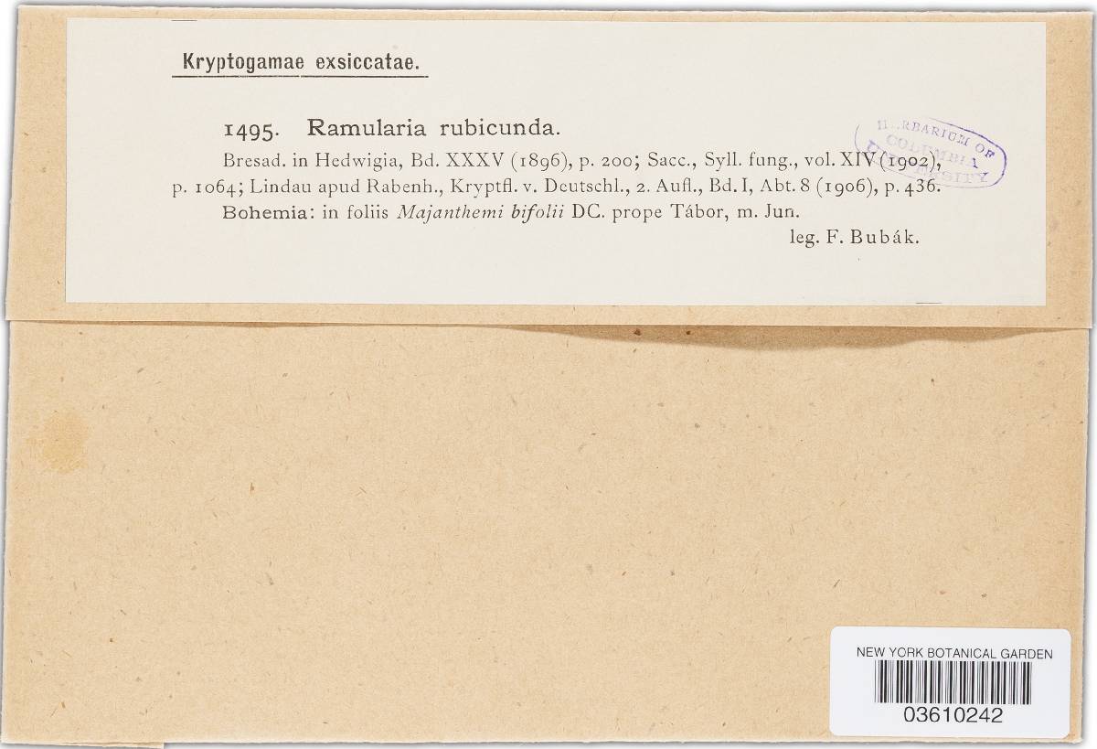 Ramularia rubicunda image