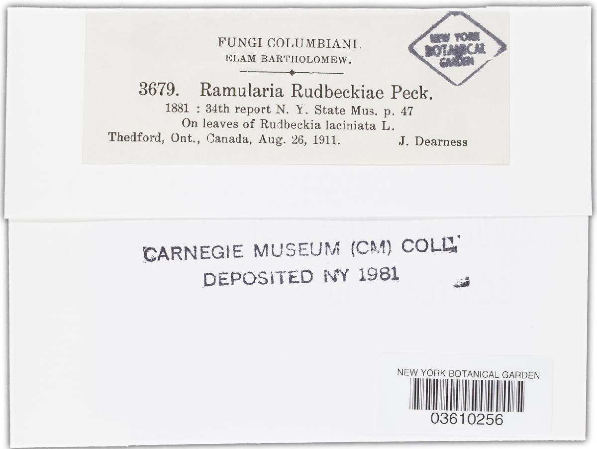 Ramularia rudbeckiae image