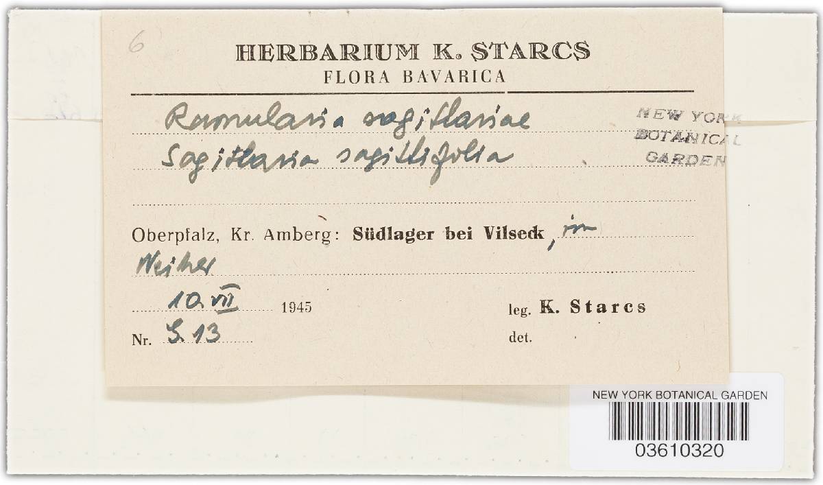 Ramularia sagittariae image