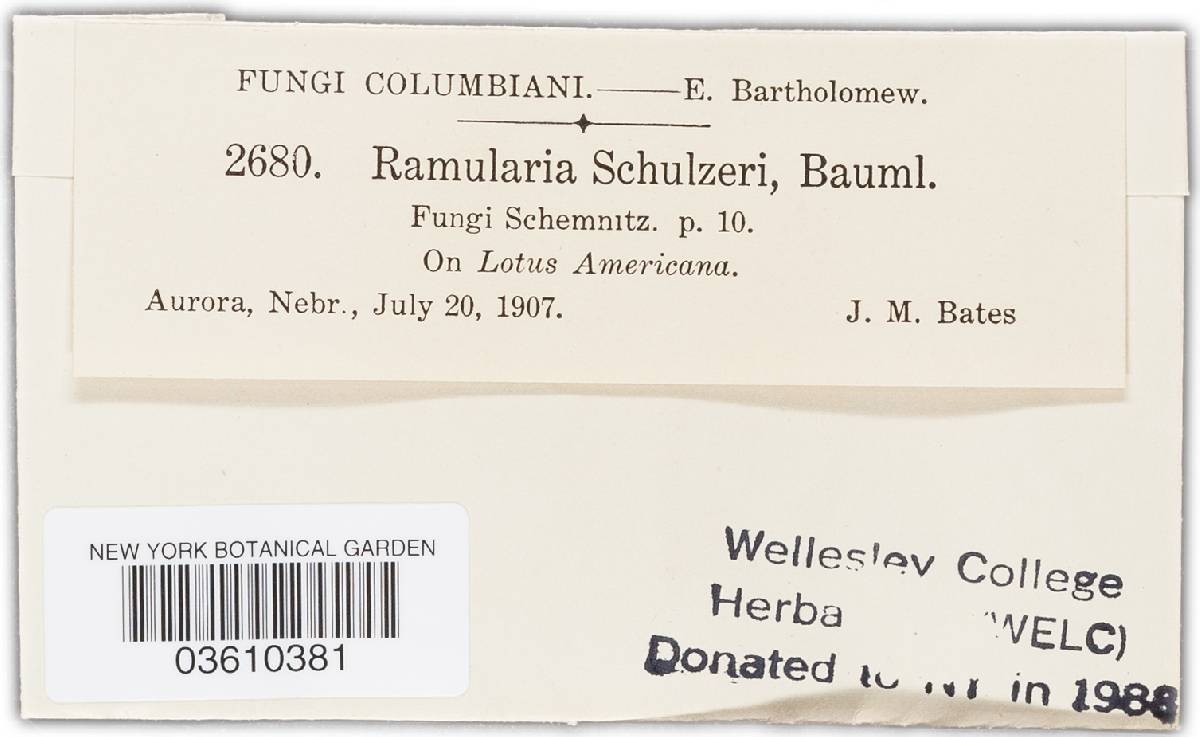 Ramularia schulzeri image