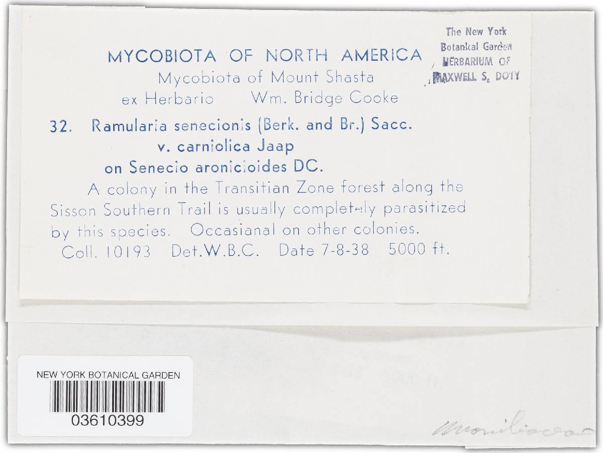 Ramularia senecionis image
