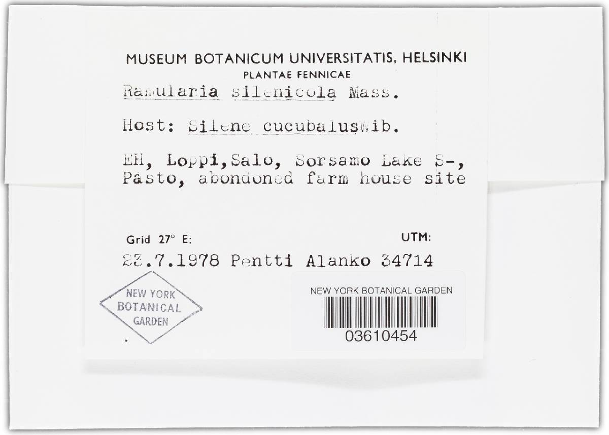 Ramularia silenicola image