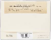 Ramularia stellariae image