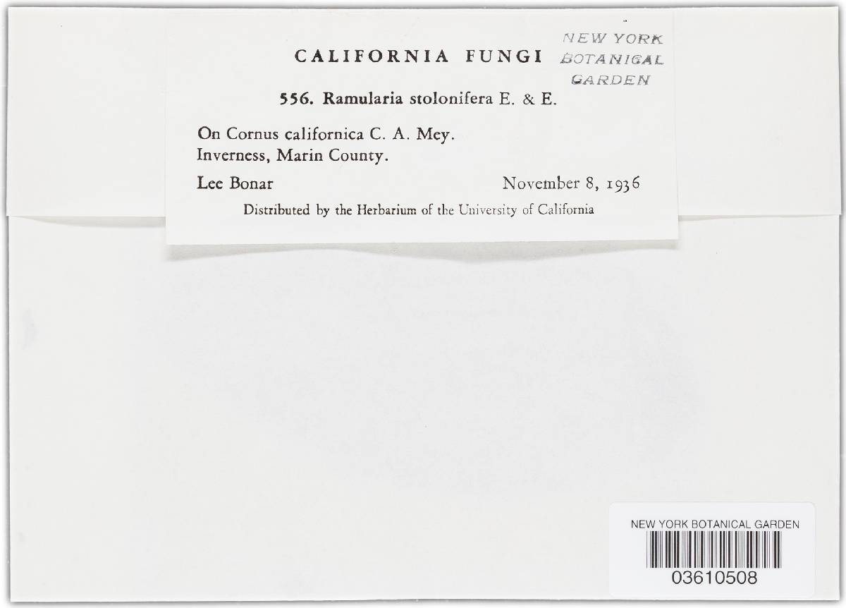 Ramularia stolonifera image