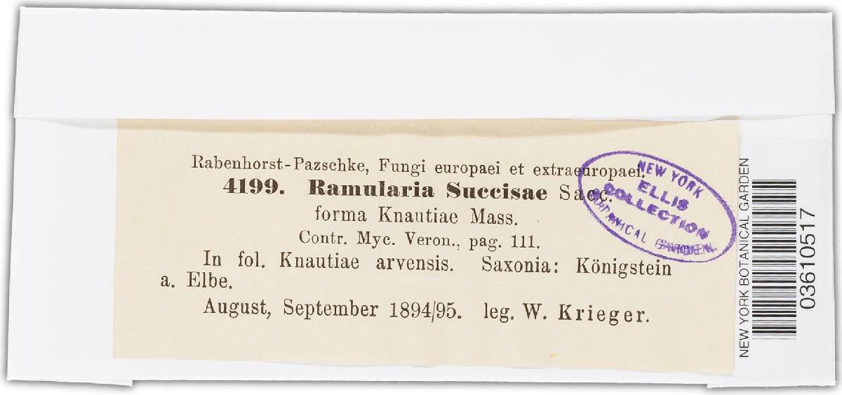 Ramularia succisae image