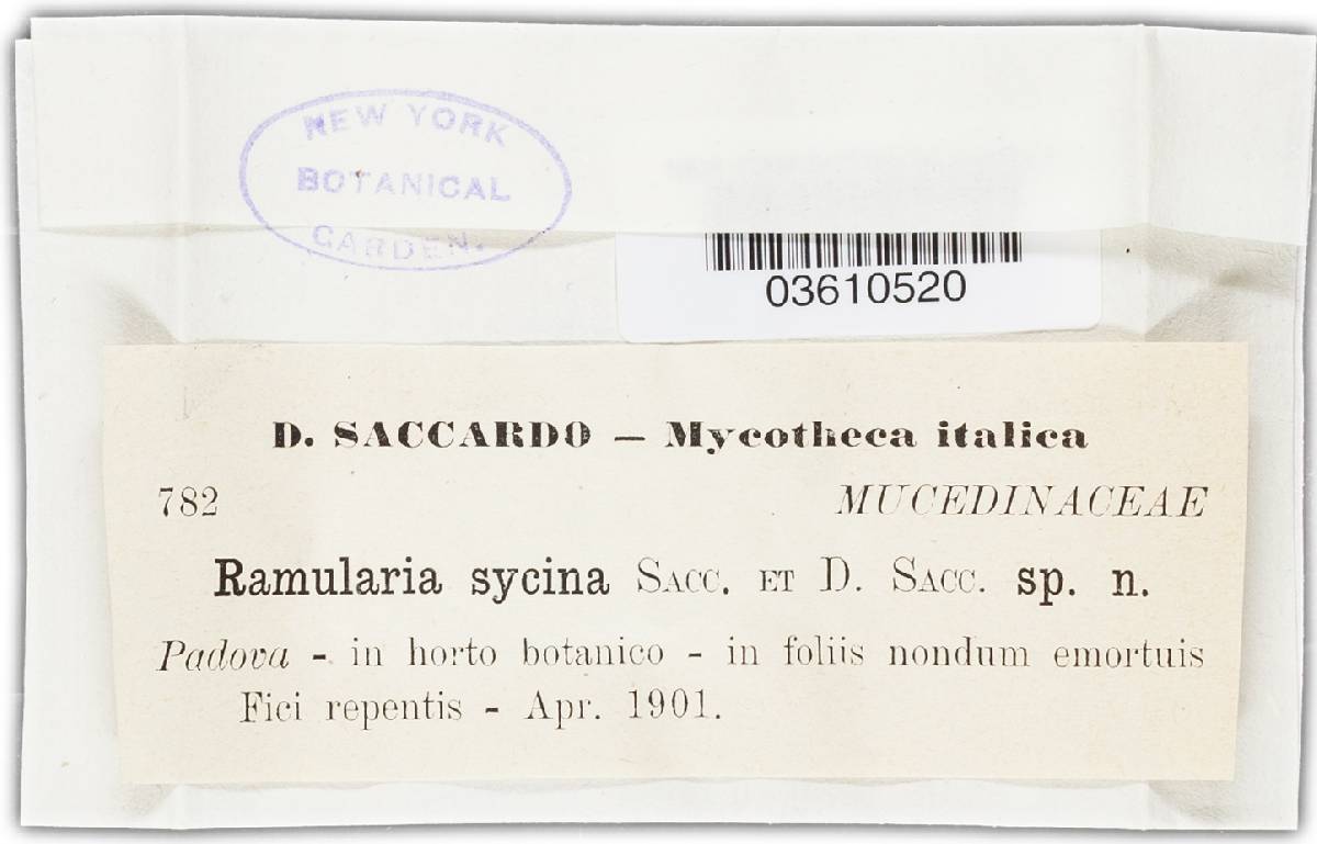 Ramularia sycina image