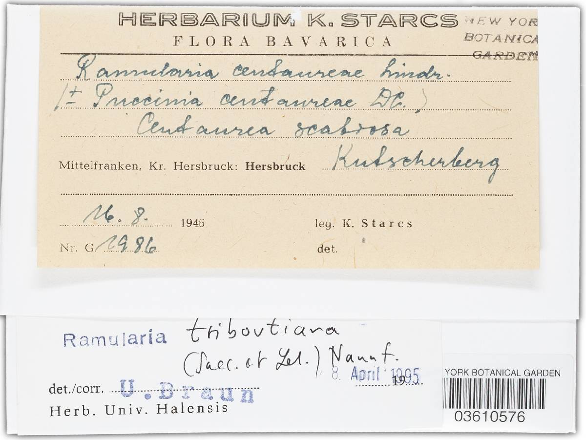 Ramularia triboutiana image