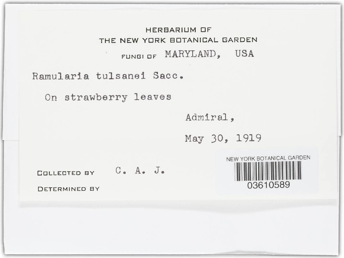 Mycosphaerella fragariae image