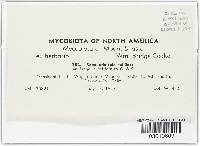 Mycosphaerella fragariae image