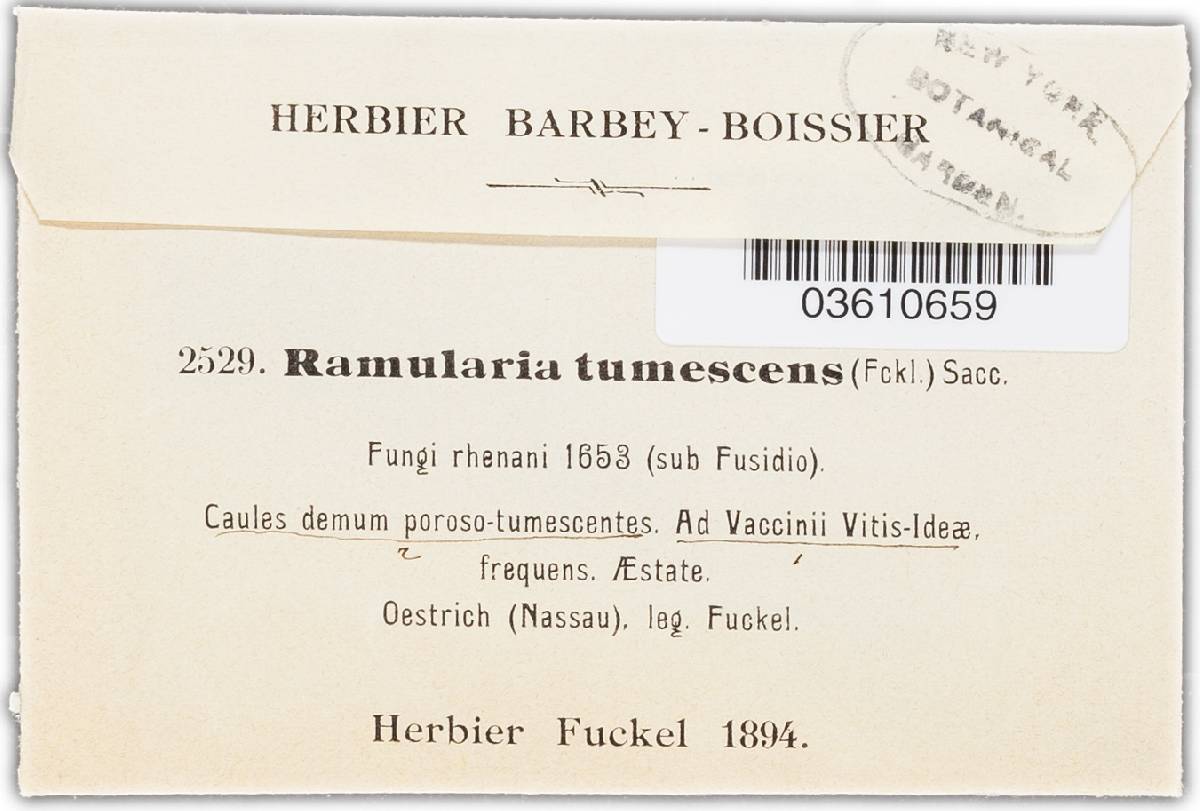 Ramularia tumescens image