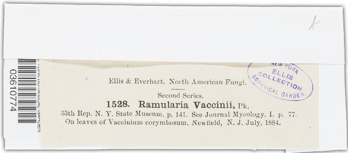 Ramularia vaccinii image