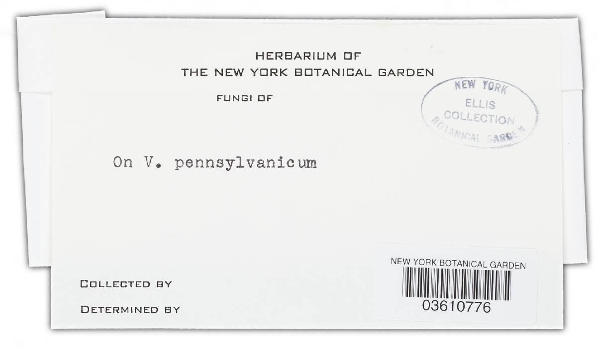 Ramularia vaccinii image