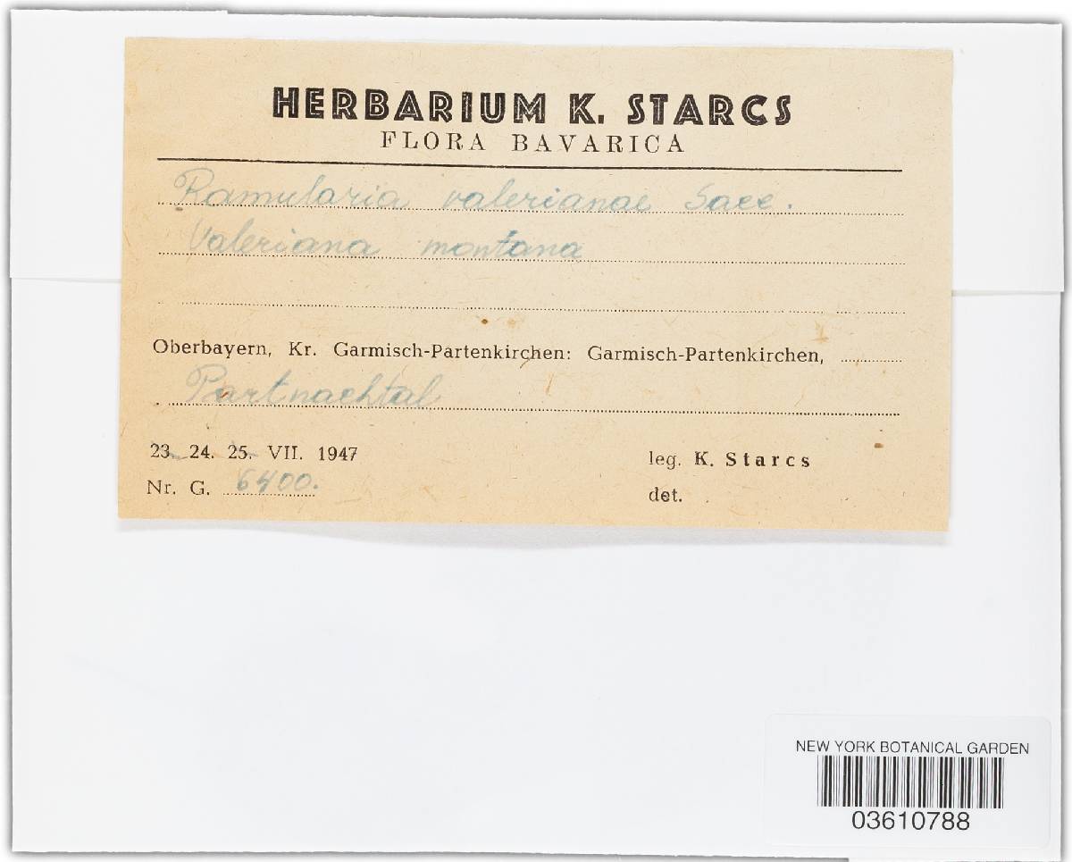 Ramularia valerianae image