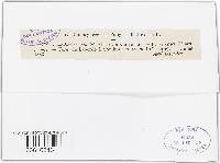 Ramularia variabilis image