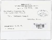 Ramularia variabilis image
