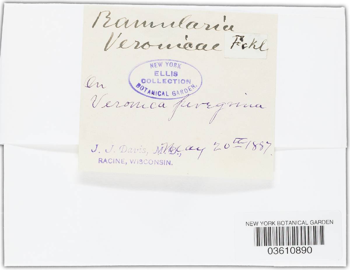 Ramularia veronicae image