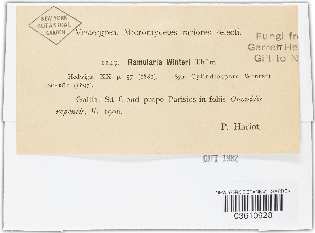 Ramularia winteri image