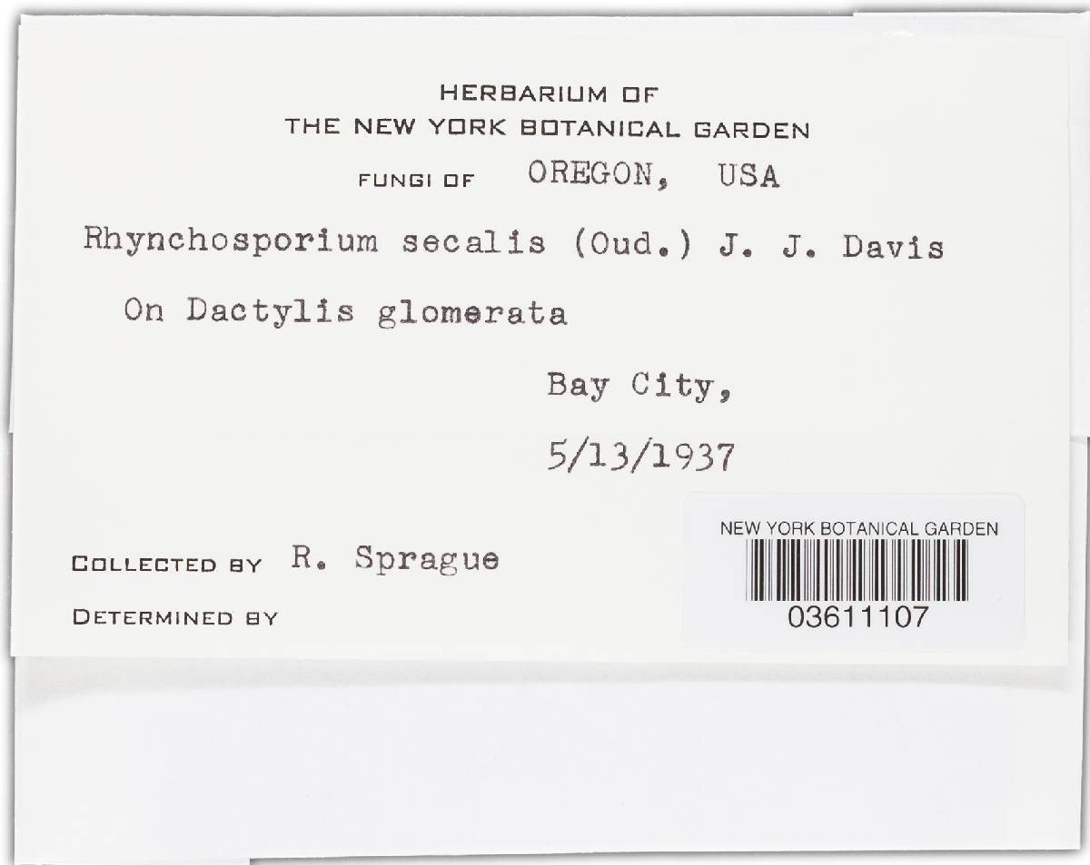 Rhynchosporium secalis image