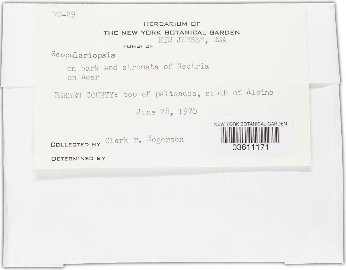 Scopulariopsis image