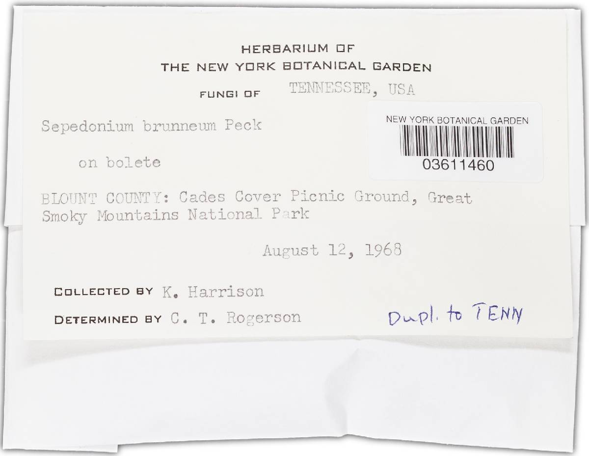 Sepedonium brunneum image