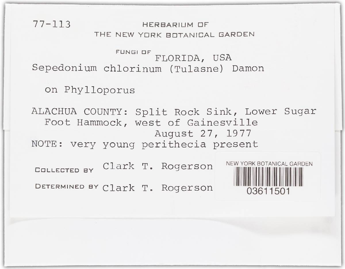 Hypomyces chlorinus image