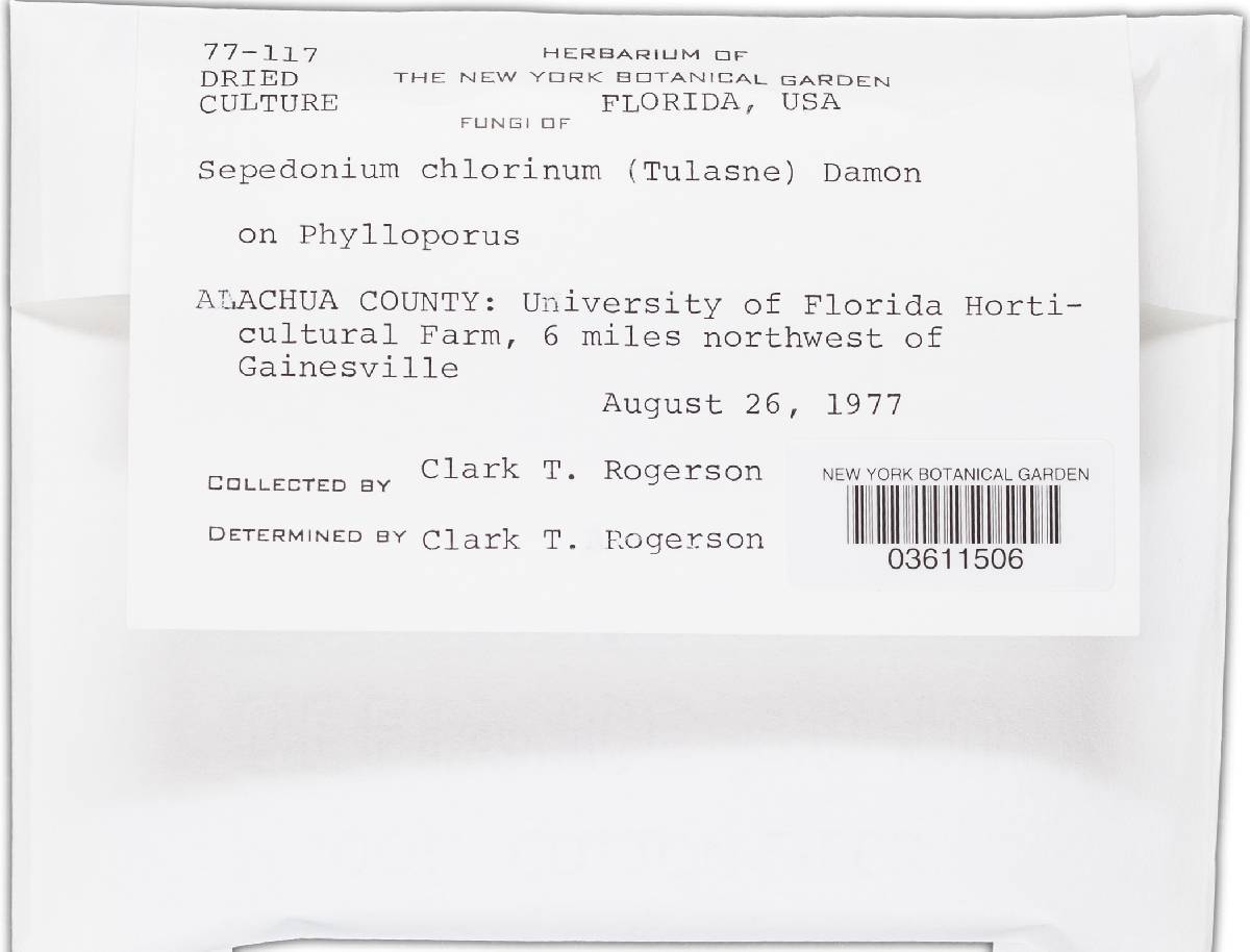 Hypomyces chlorinus image