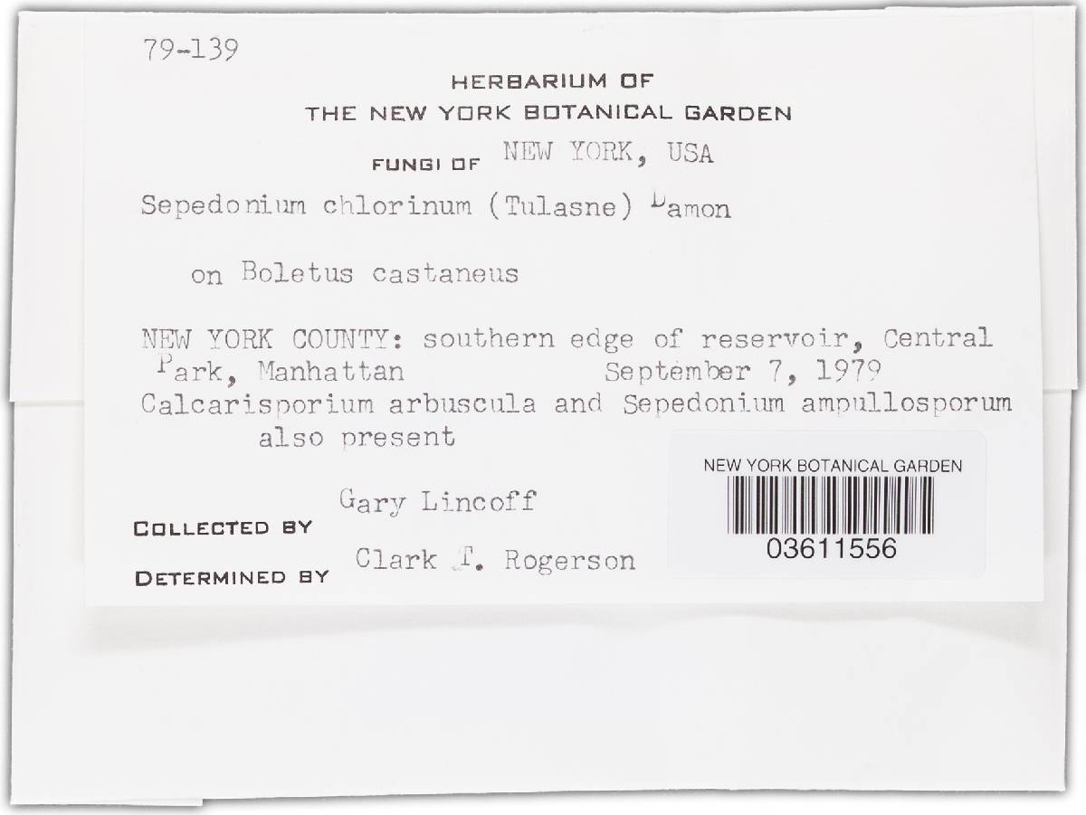 Hypomyces chlorinus image