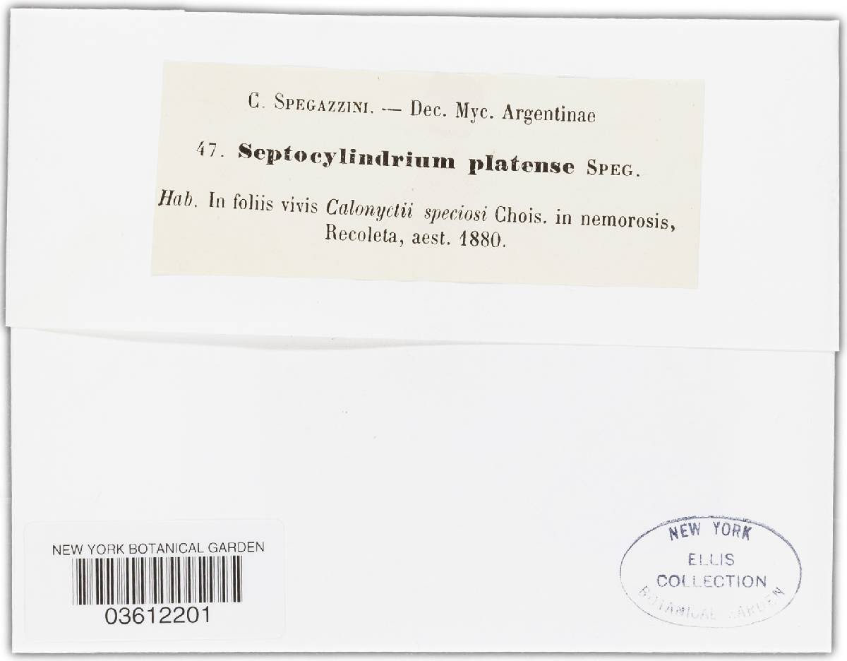 Septocylindrium platense image