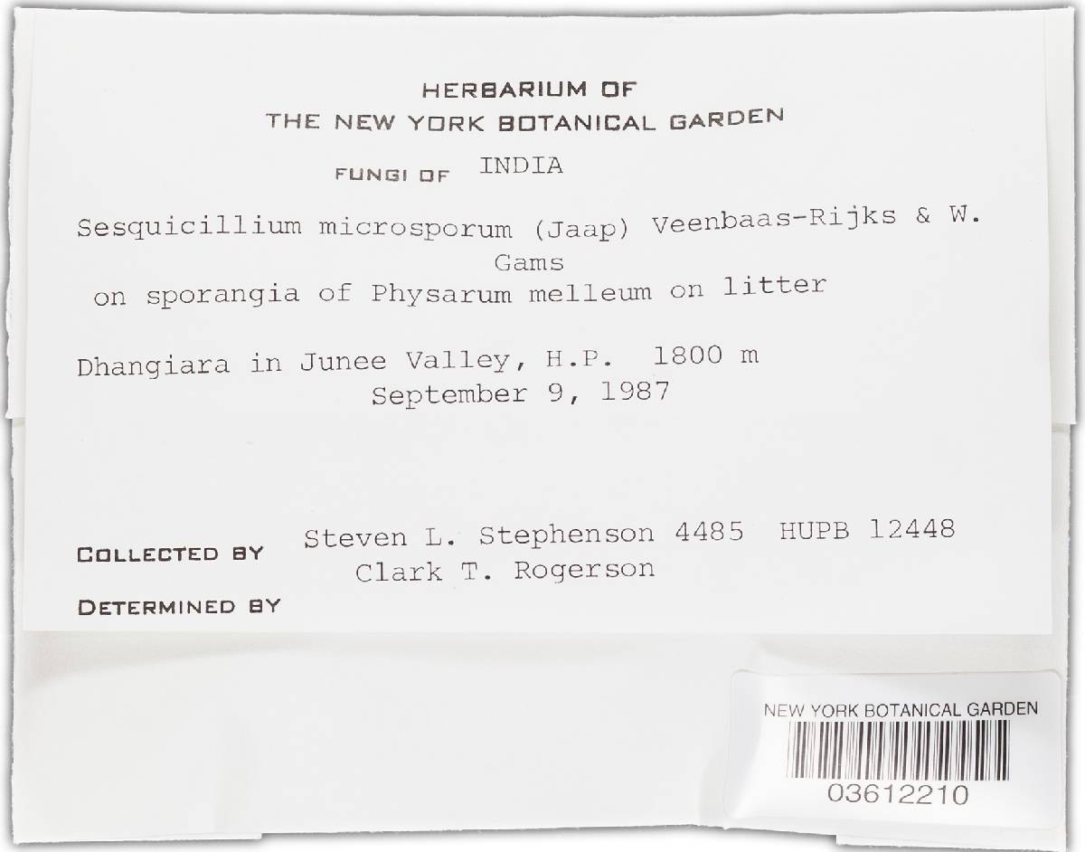 Sesquicillium microsporum image