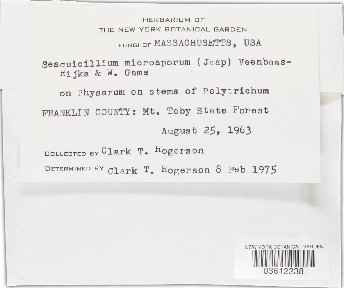 Sesquicillium microsporum image