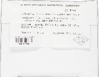 Image of Sibirina lutea
