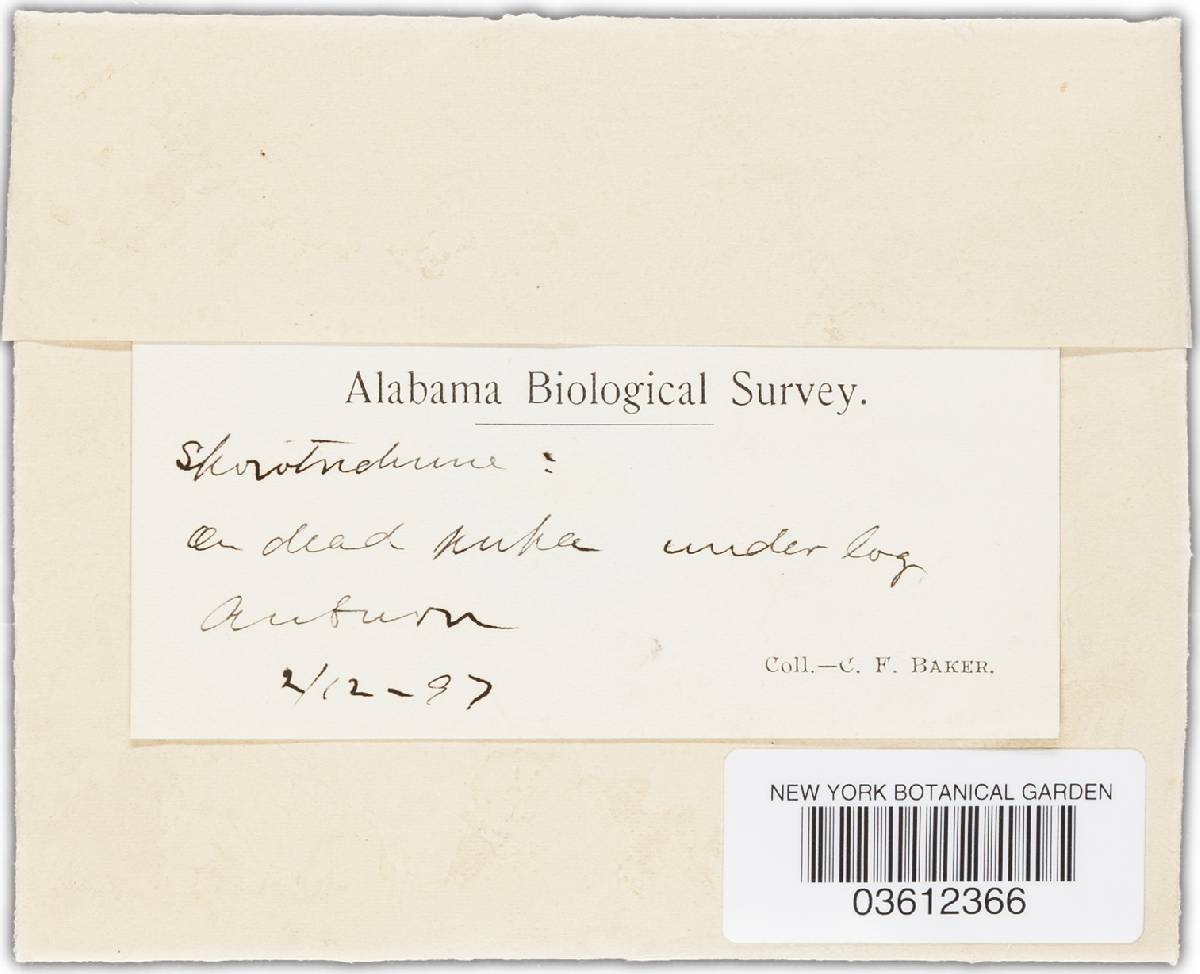 Spicularia icterus image