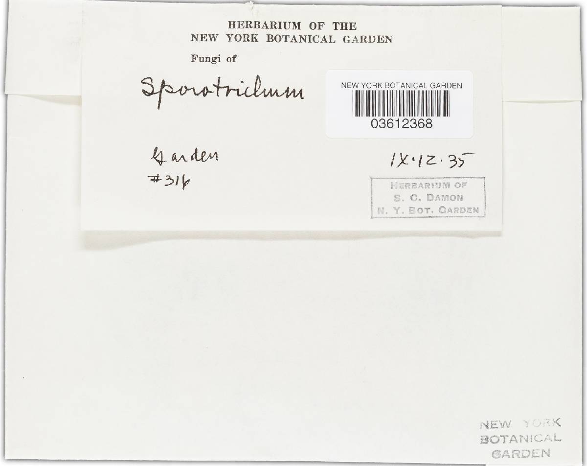 Spicularia icterus image