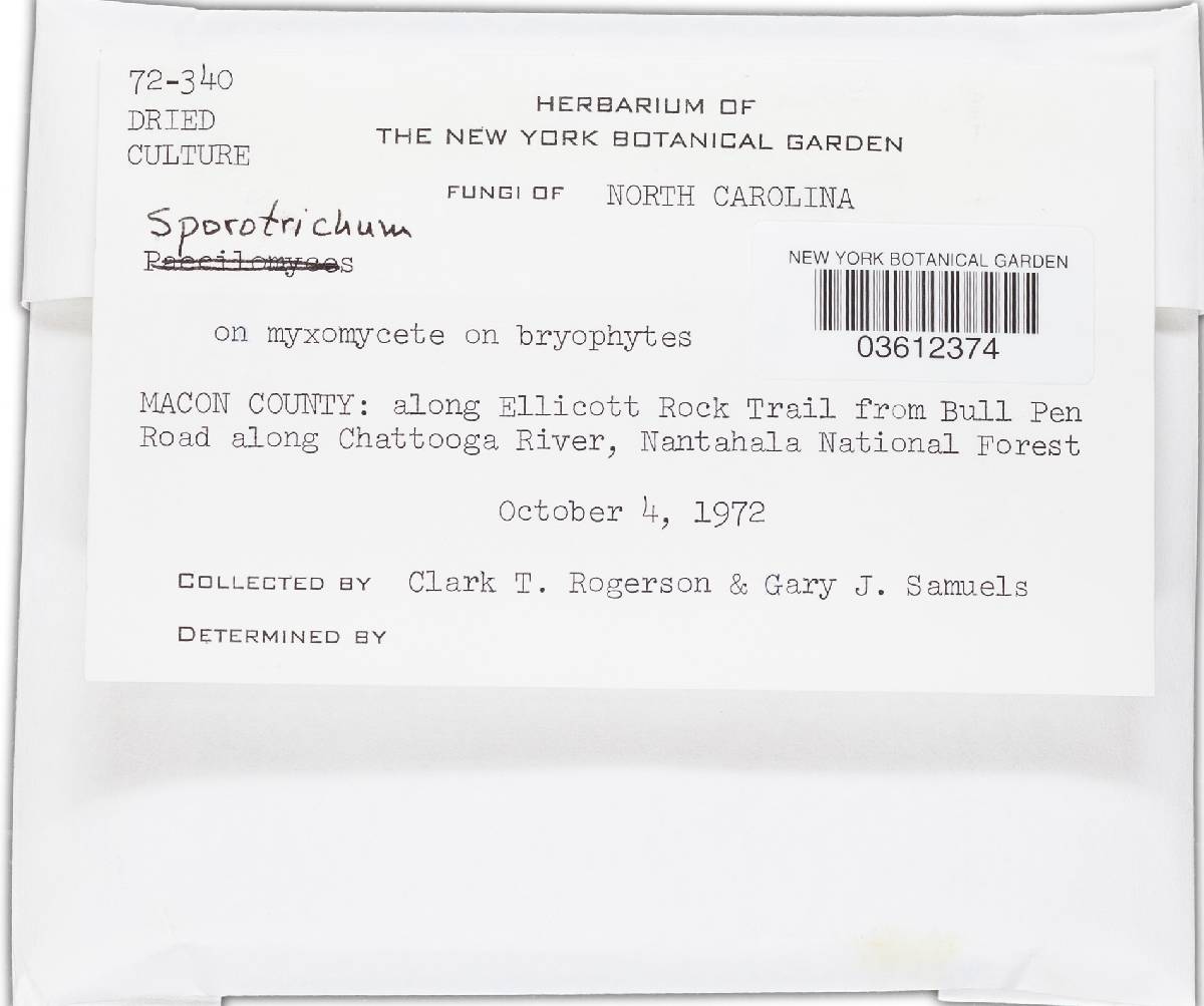 Spicularia icterus image