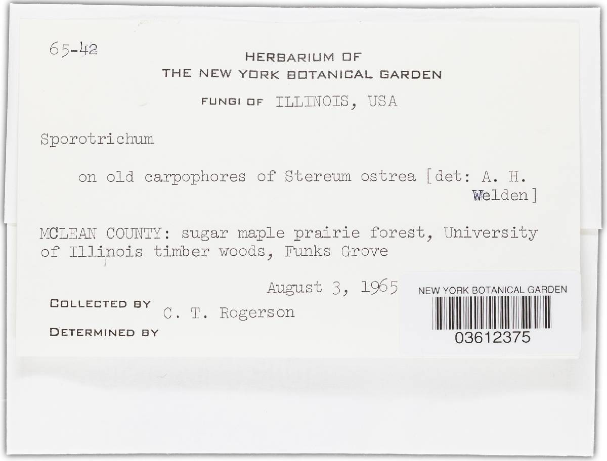 Spicularia icterus image