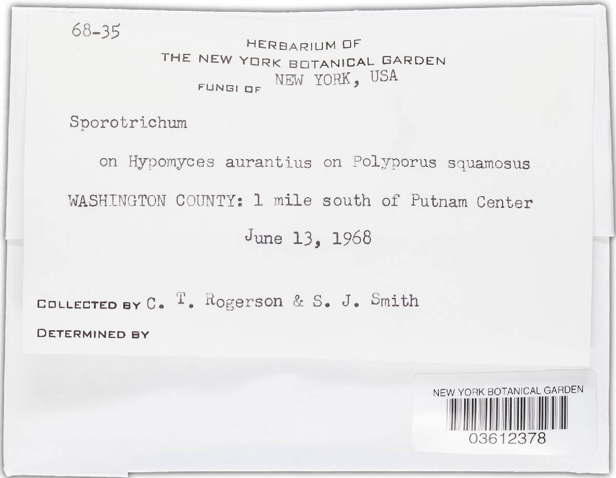 Spicularia icterus image