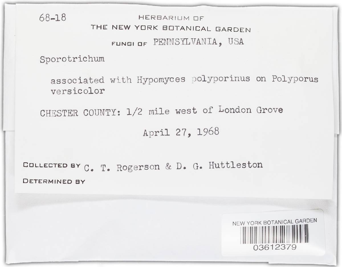 Spicularia icterus image