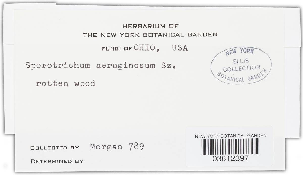Sporothrix schenckii image