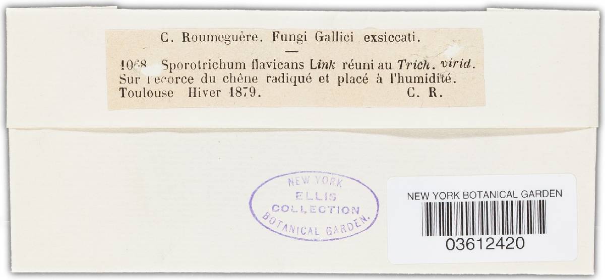 Sporotrichum flavicans image