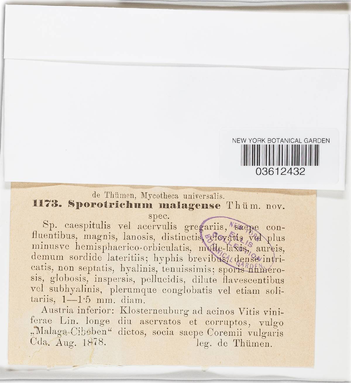 Sporotrichum image