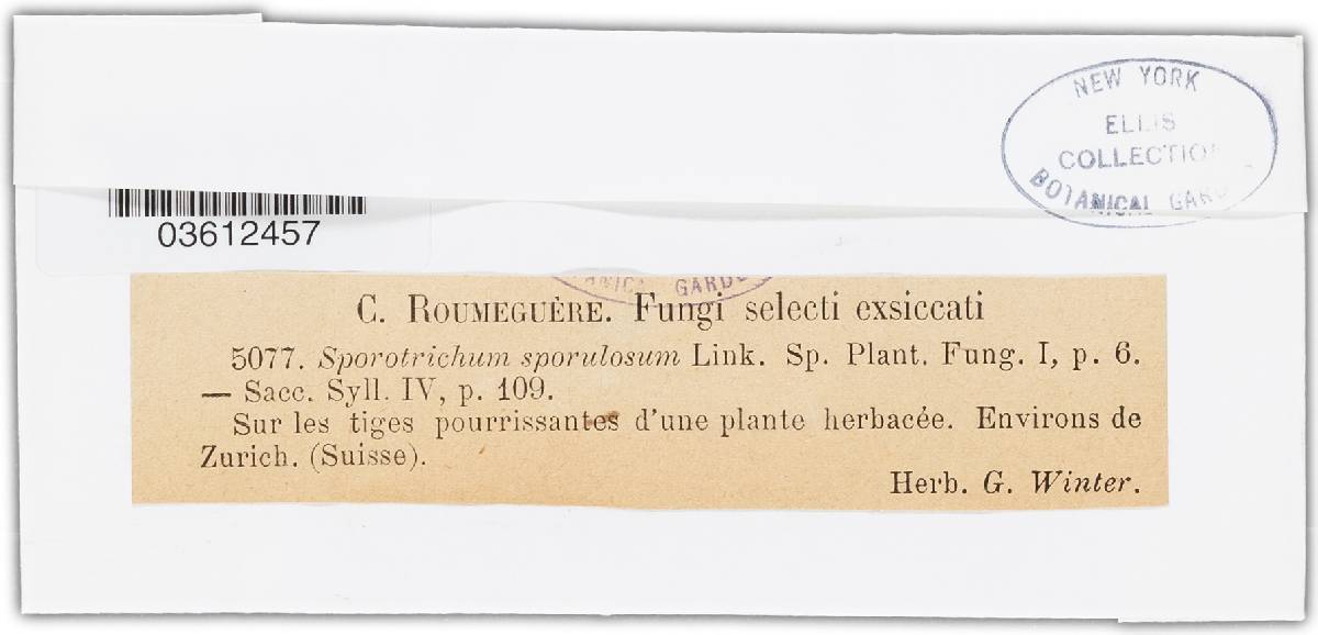 Trichoderma polysporum image