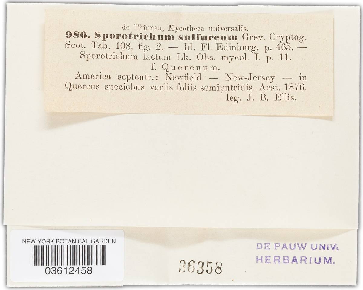 Eremomycetaceae image