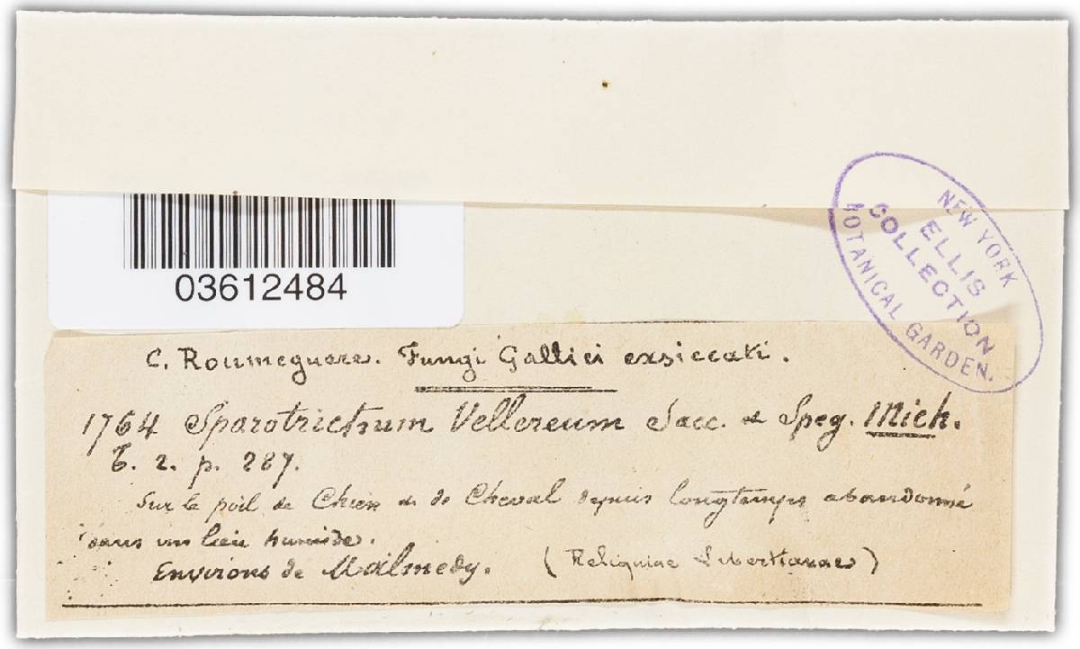 Myceliophthora vellerea image
